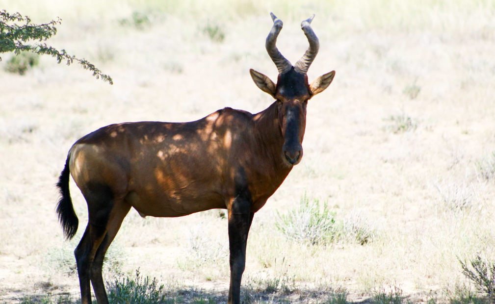 Gemsbok National Park (Kgalagadi), Southwest Botswana, Botswana